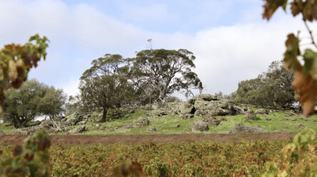 evolution-of-tradition-tscharke-wines-certified-organic-barossa-valley_0000_peramangk-ngadjuri-kaurna evolution-of-tradition-tscharke-wines-certified-organic-barossa-valley_0000_peramangk-ngadjuri-kaurna