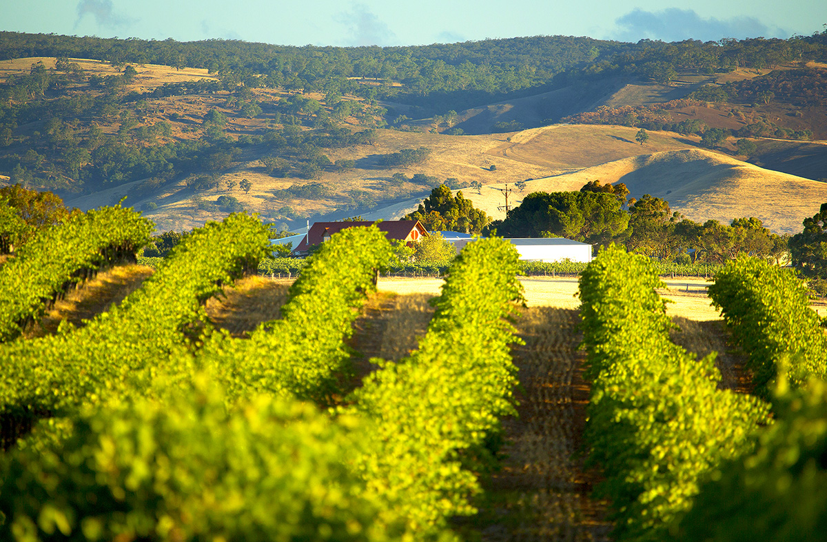 evolution-of-tradition-tscharke-wines-certified-organic-barossa-valley_0002_family-vineyard vineyard near tscharke wines
