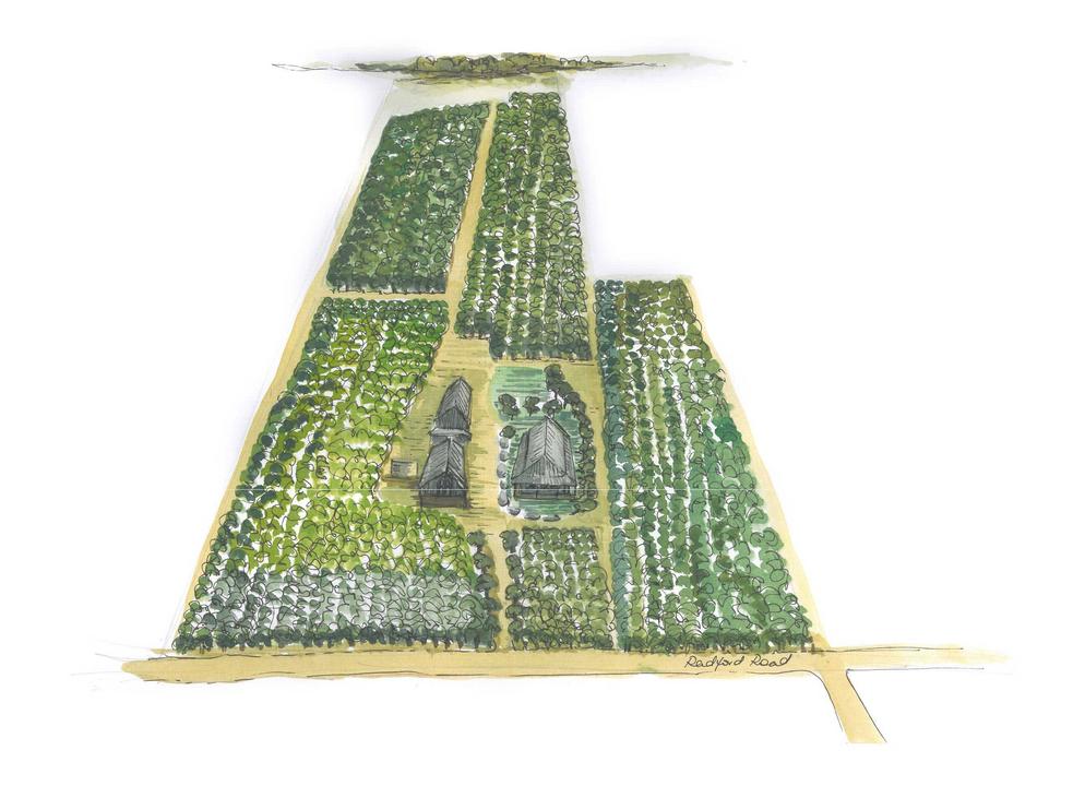 vineyard greenock creek drawing