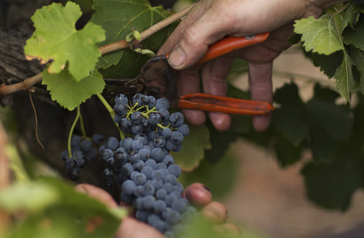 sustainability-tscharke-wines-certified-organic-barossa-valley_0001_climate-change-adaptation-viticulture grape hand picking at tscharke wines