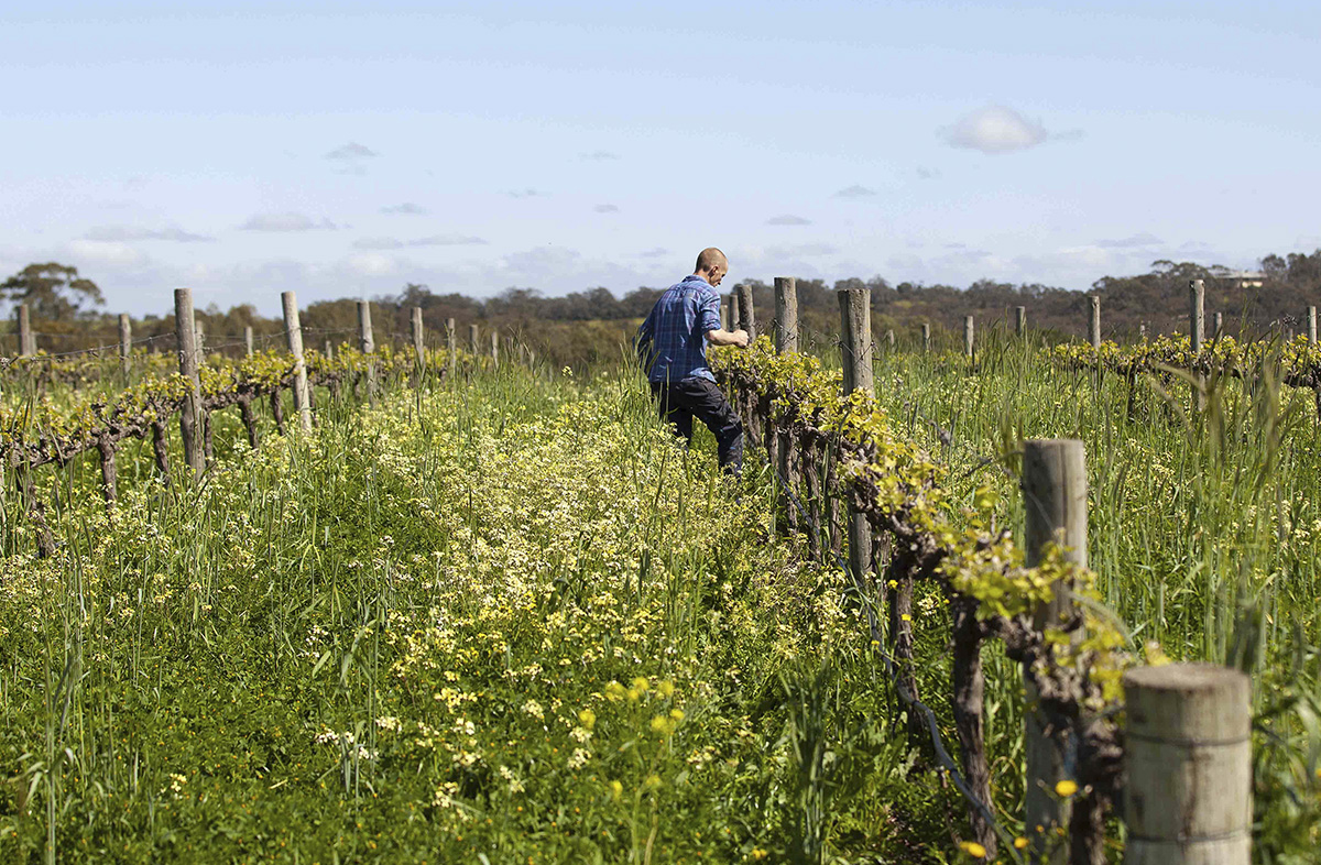 sustainability-tscharke-wines-certified-organic-barossa-valley_0002_certified-organic vineyard worker